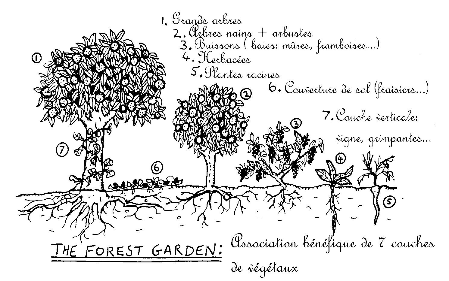jardin forêt selon Robert Hart
